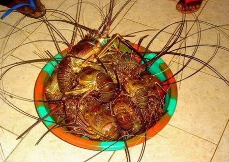 Wacky African Snacks